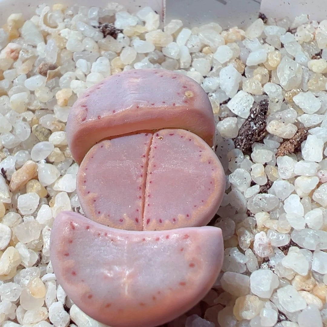 ?****?207-497.我的小号