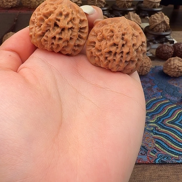 核桃秦岭闷尖狮子头36-113