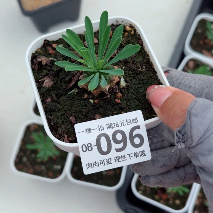 小***啊铁甲王多肉植物多肉植物