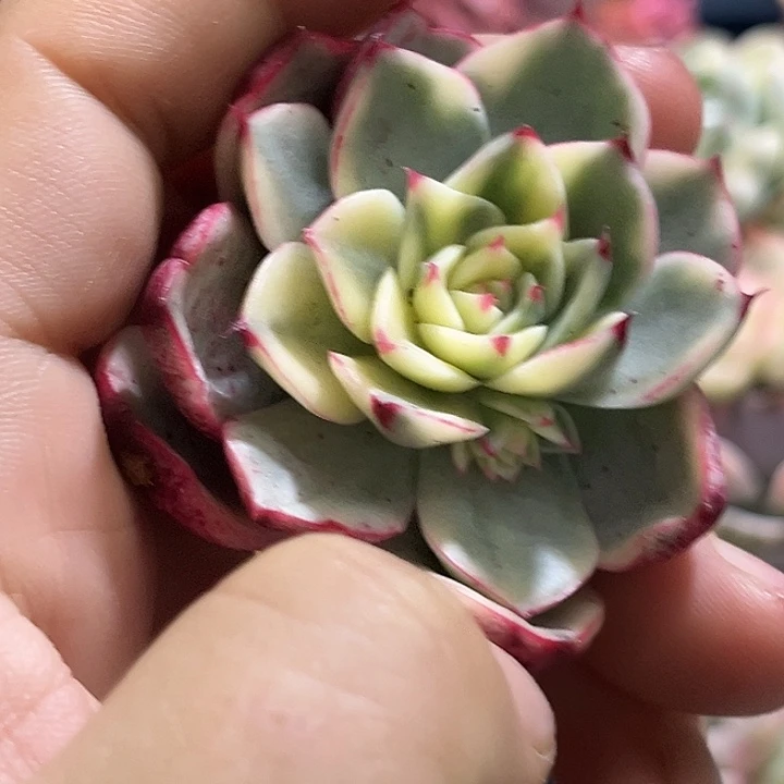 368大锦边斗牛士腹轮锦炸