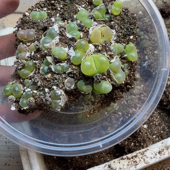 多肉植物的生长发育111