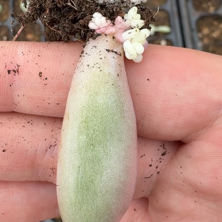 草莓啵啵一物一拍84