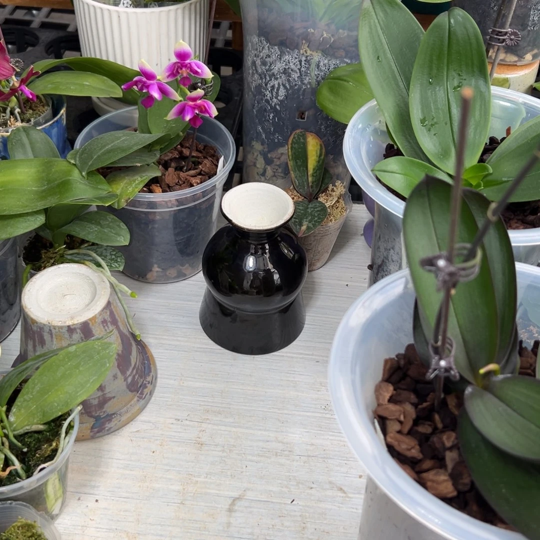 拨***雨当前无花栽培后可以开花