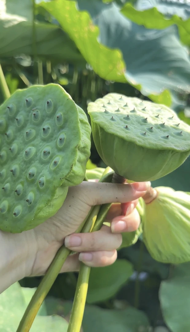 湖北莲蓬现摘现发甜嫩莲子米生吃清香脆甜应季水果