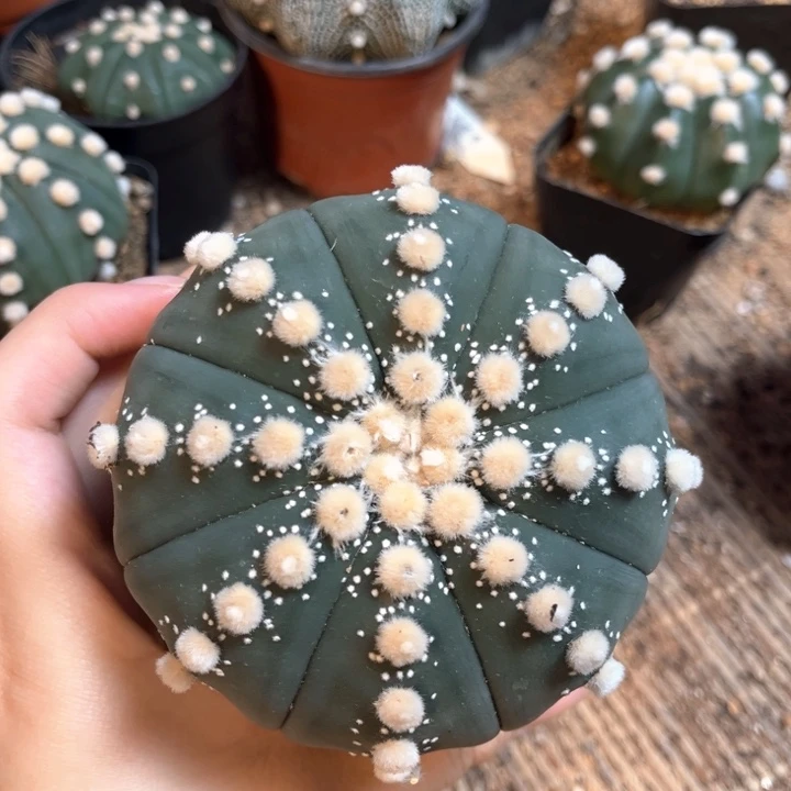 福利价9公分大油琉璃兜一物一拍实生