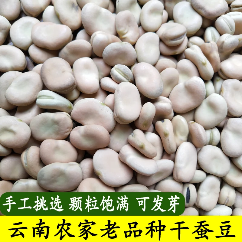 农家干蚕豆生的新货胡豆新鲜可发芽豆子白皮生蚕豆罗汉豆馋豆