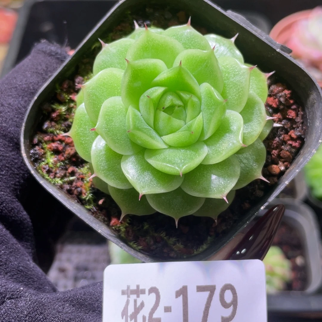 花利美2-179麦秆单头