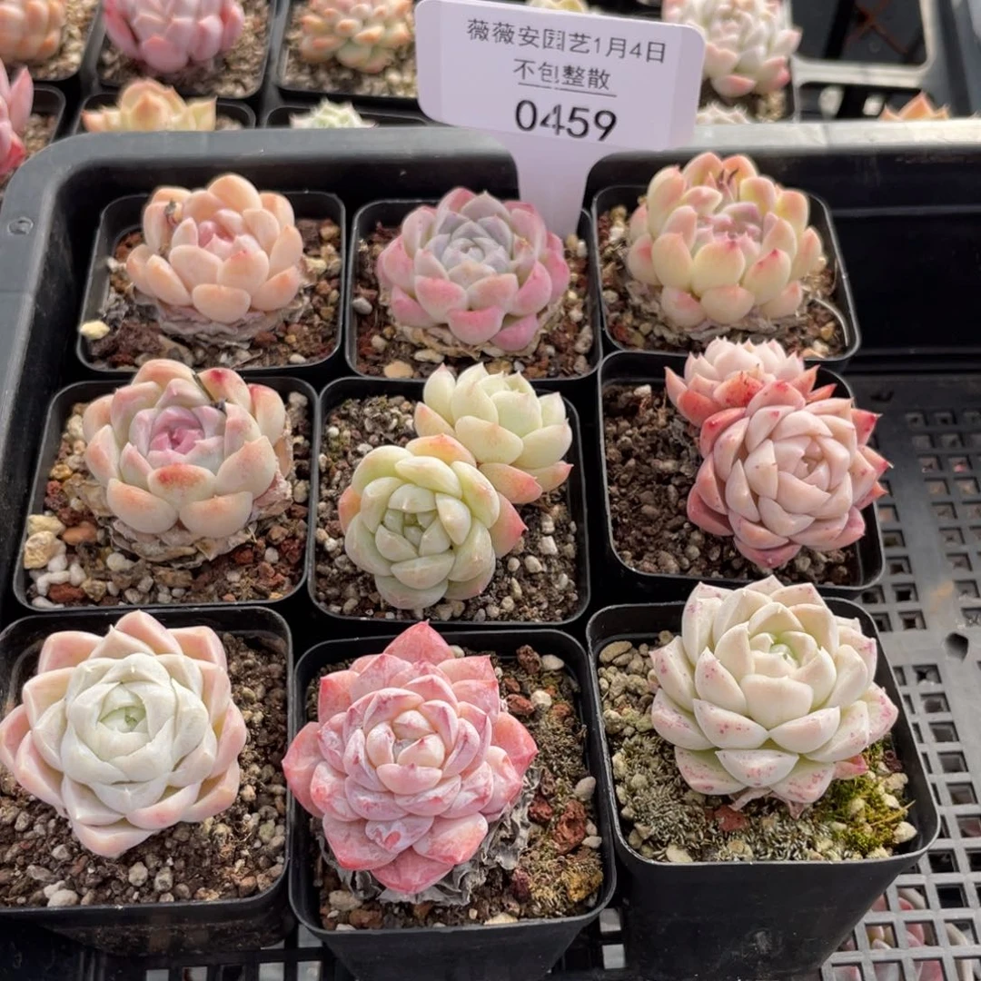 不包整散 盆子不售后0459