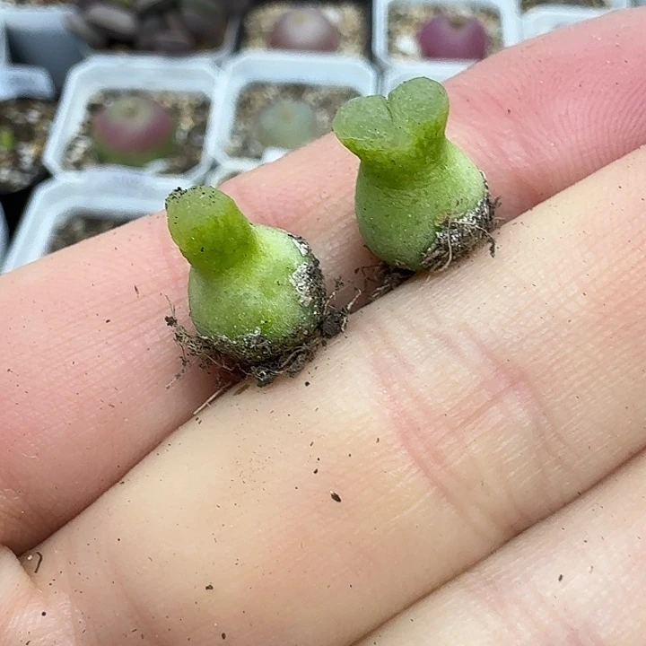 老马生石花巨型小葫芦2864