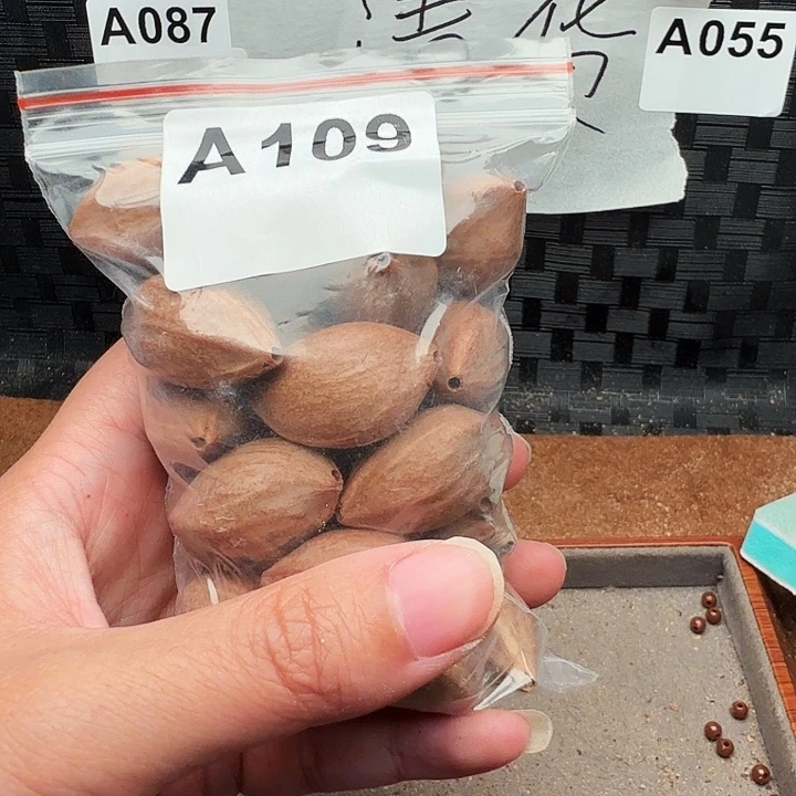 手串/手链橄榄核橄榄