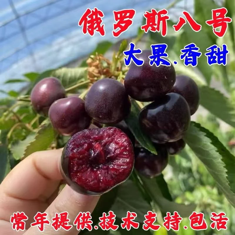 耐寒冻俄罗斯8号大樱桃苗嫁接俄八樱桃树苖车厘子树苗南北方种植