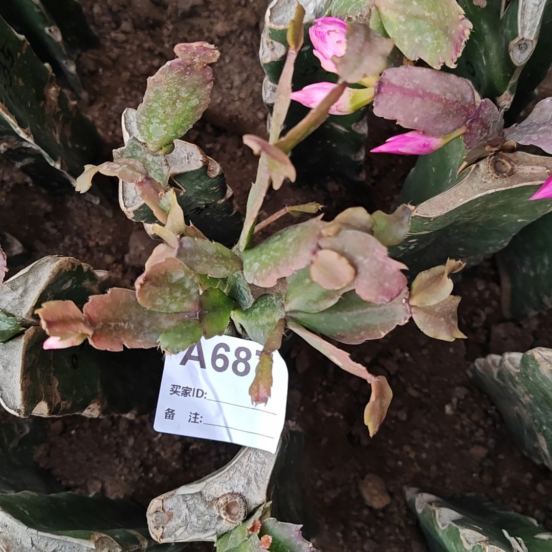 038紫重瓣脱土脱盆易掉芽苞687