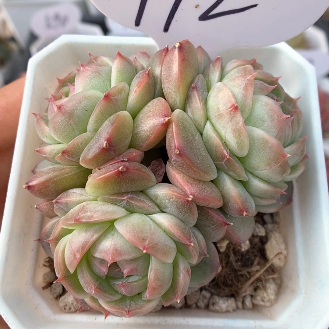 雪绒花群生可拍992号