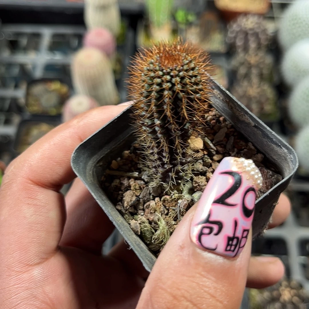 武功丸单头发货单头发