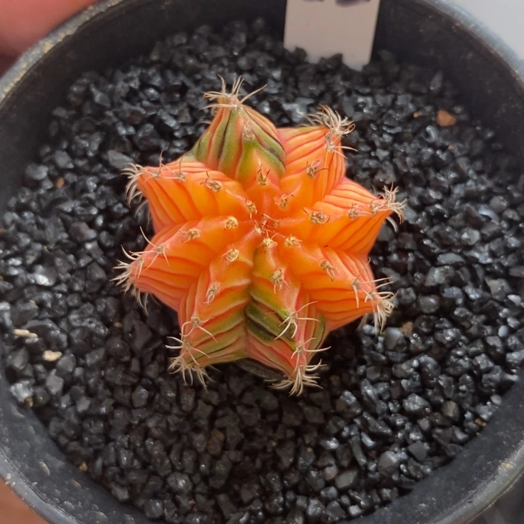 精品米哈—脱土发货44