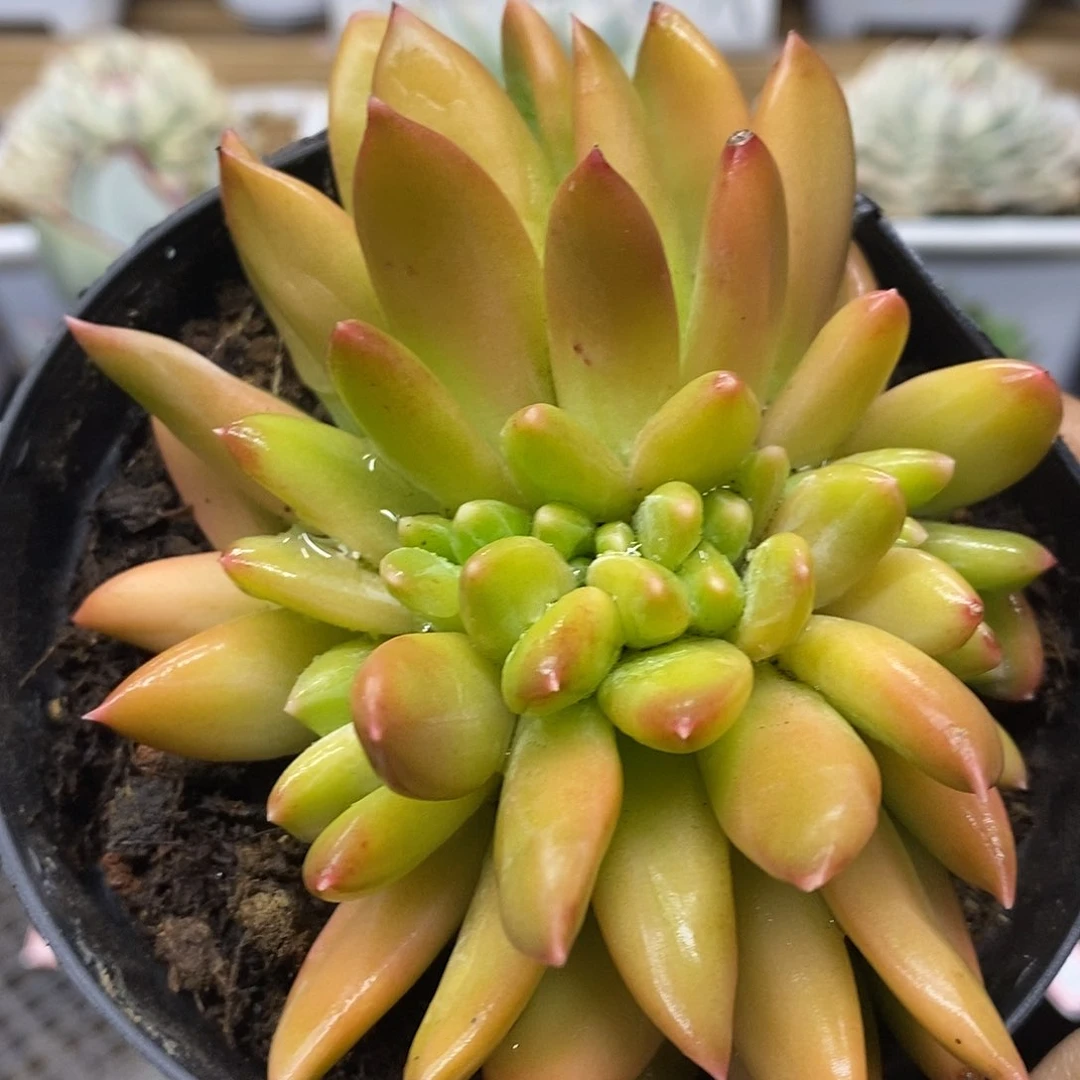 0681 海洋之歌缀 需延时发货