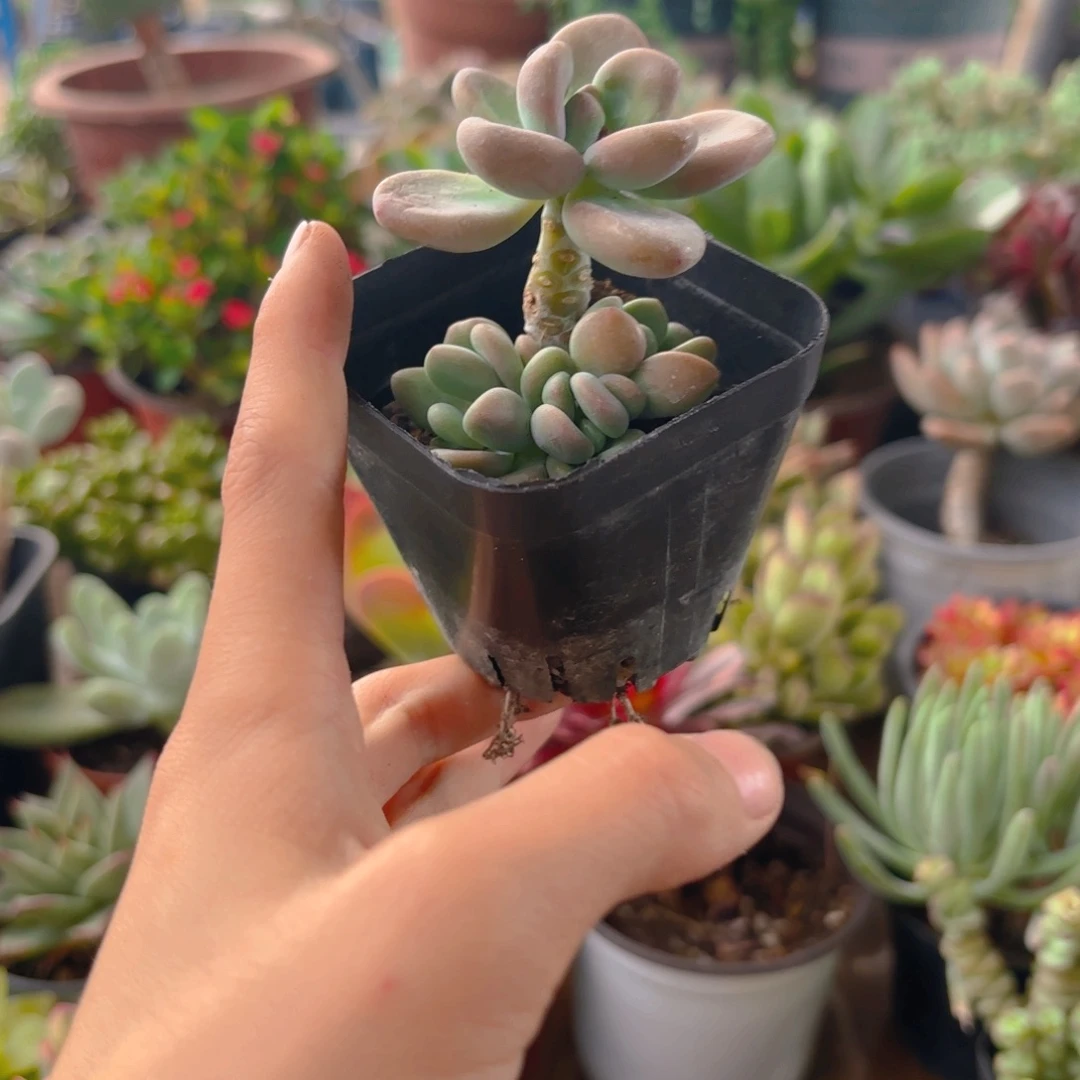 洛神新疆包邮6.5cm