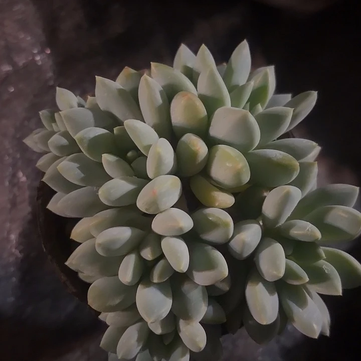 奶糖多肉植物盆栽