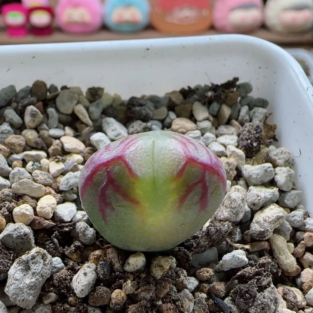 涂****呀1-31-新年福利8.8折脱土