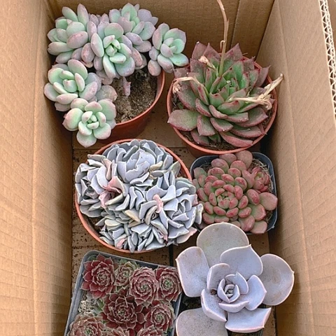 【闪购商品】1号大冠幅6颗