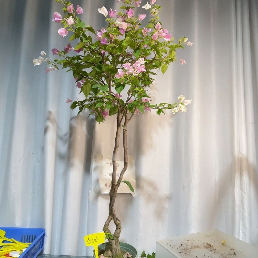 当前无花栽培后可以开花506广红樱桩，有破皮