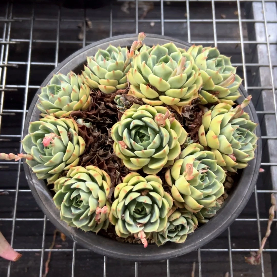笨吧18 零零多肉植物