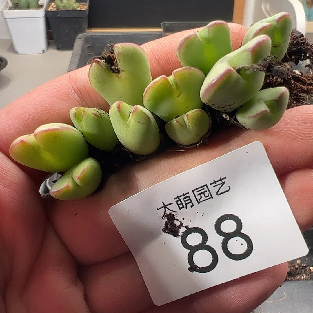 一物一拍。        88