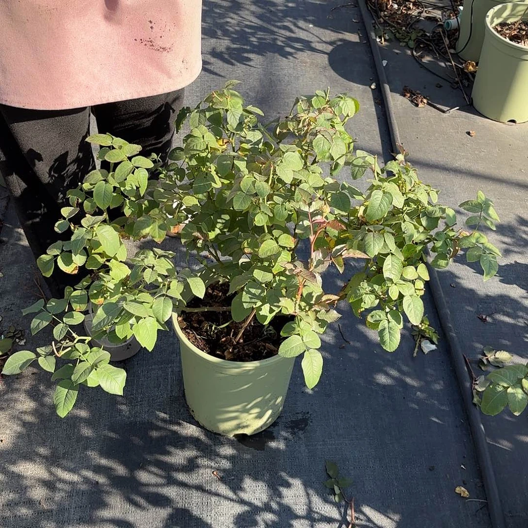 木村梦幻曲3加仑根接