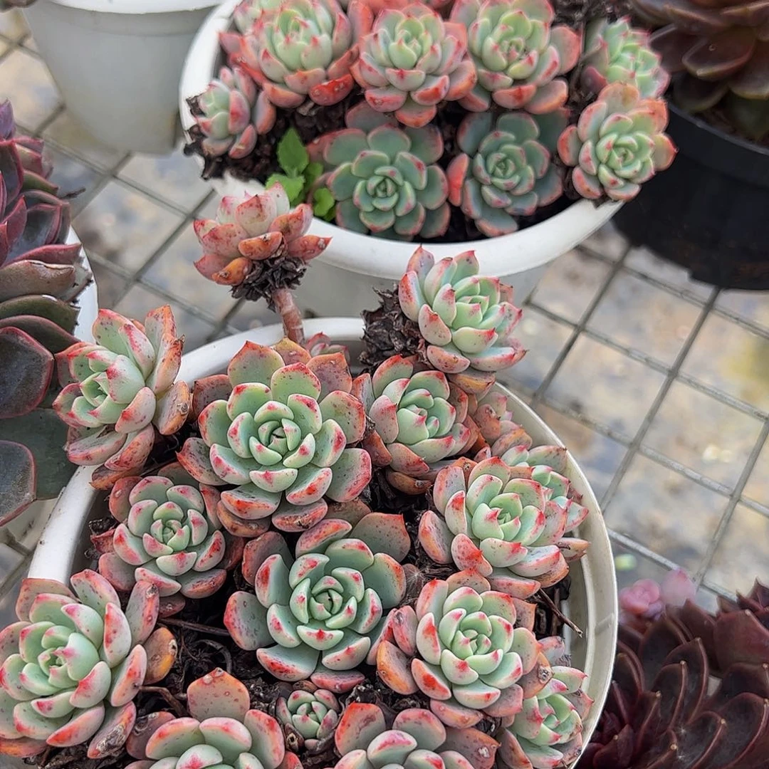 娜娜小勾多头群生老桩