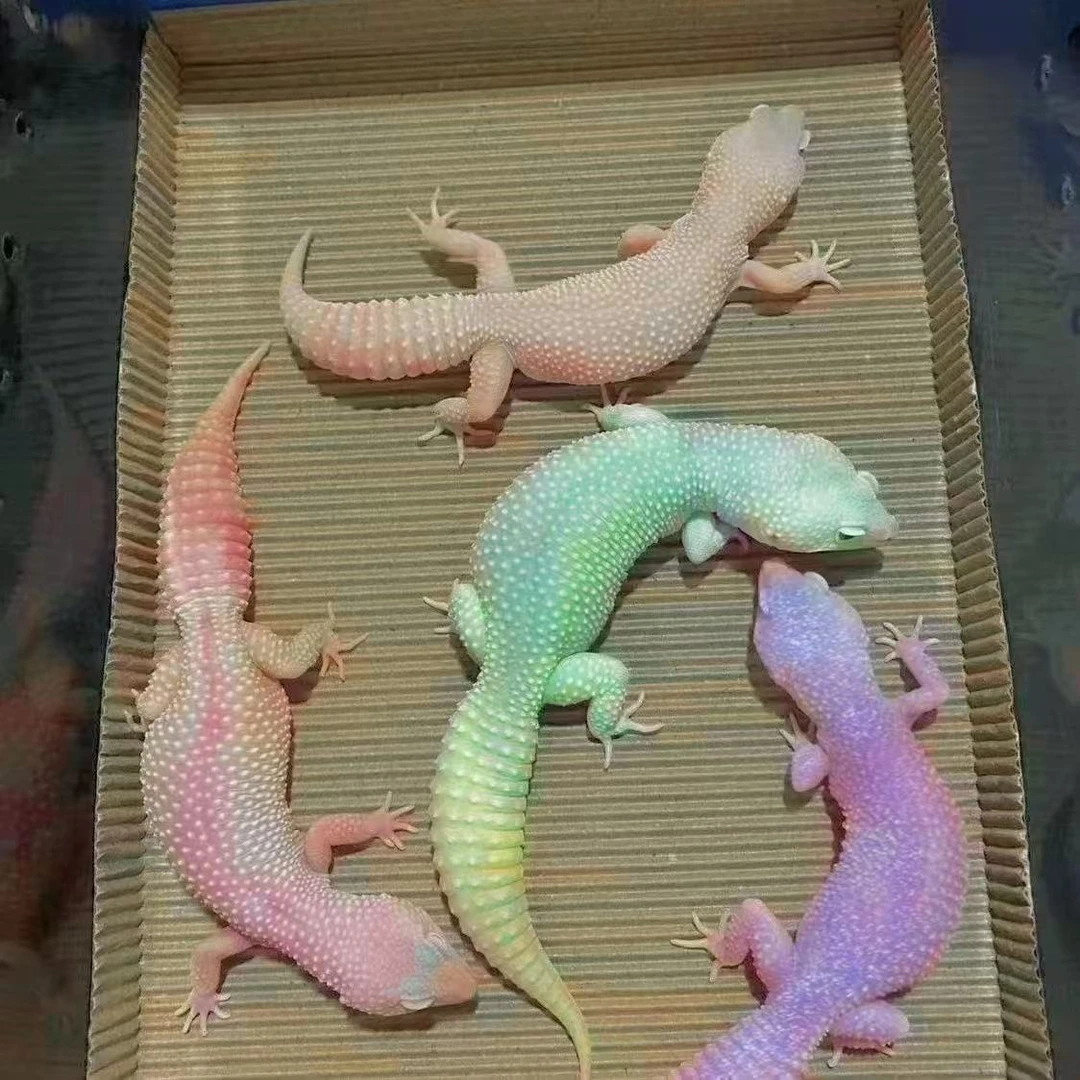 豹纹守宫网红宠物蜥蜴温顺可爱易养的活体爬宠懒人宠物