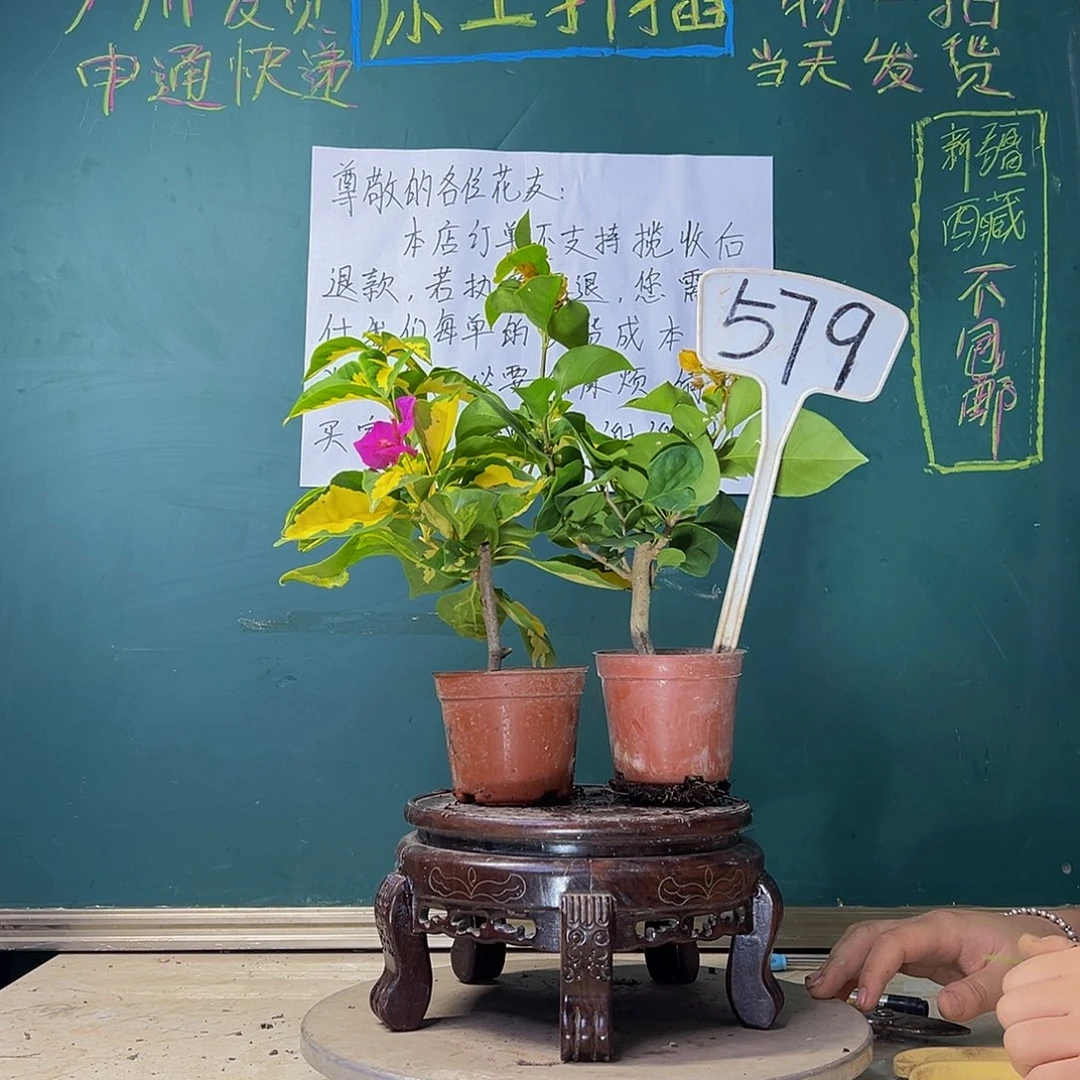 当前无花栽培后可以开花加州黄金掌中宝有瑕疵 金心双色掌中宝579
