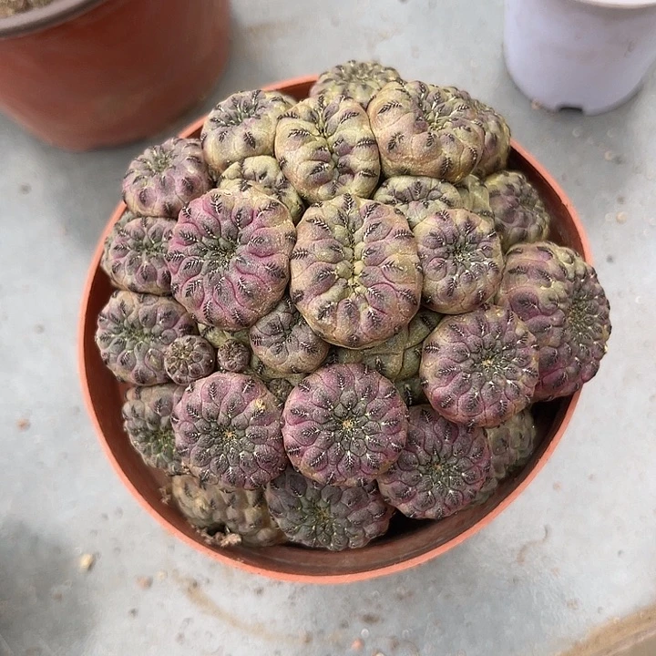 无花朵紫丽丸捧花状大群