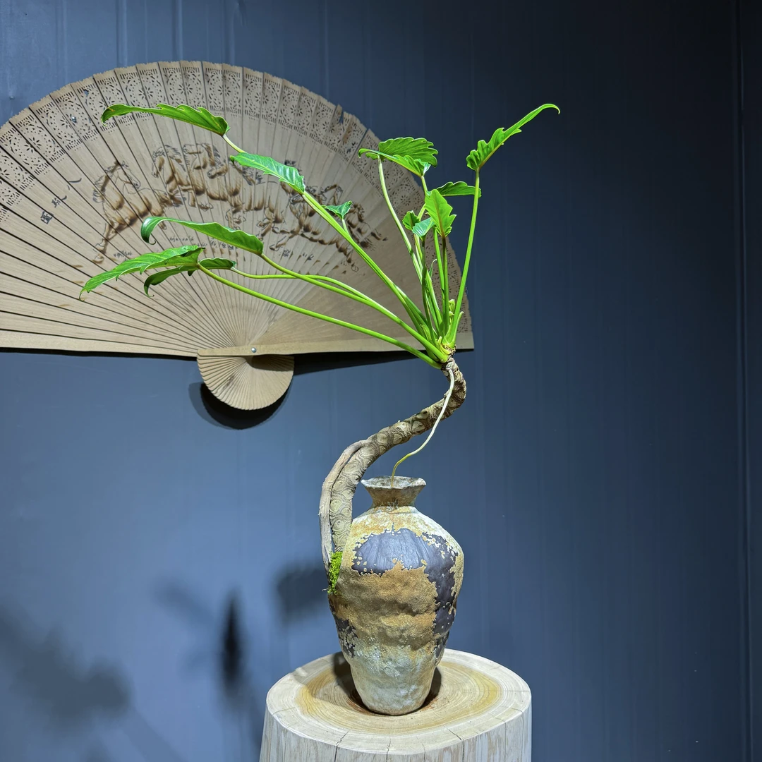 龙鳞小天使禅意老桩绿植盆栽室内，耐阴好养活的四季常青桌面盆景。