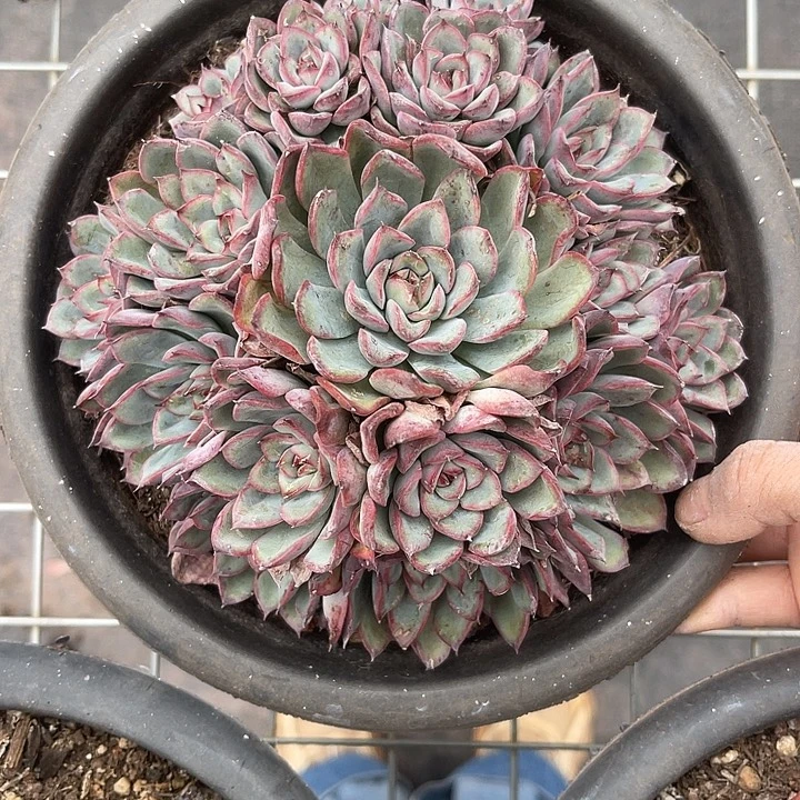 晨语多肉，一物一拍荷花