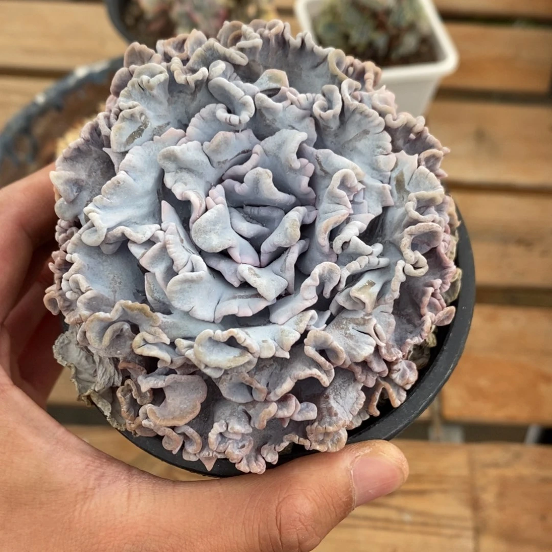 白饺子皮多肉植物6585
