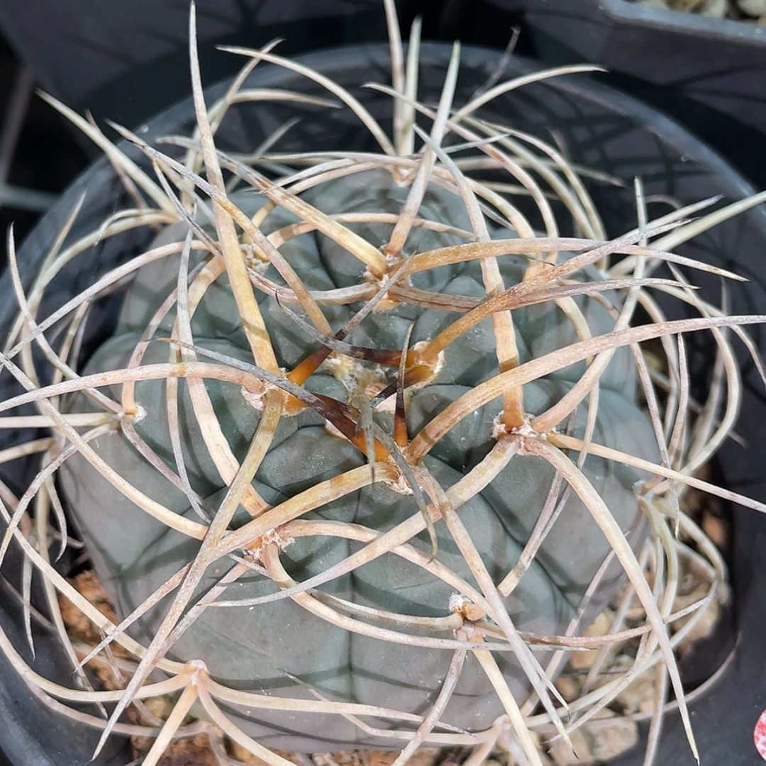 【闪购商品】实生光琳玉