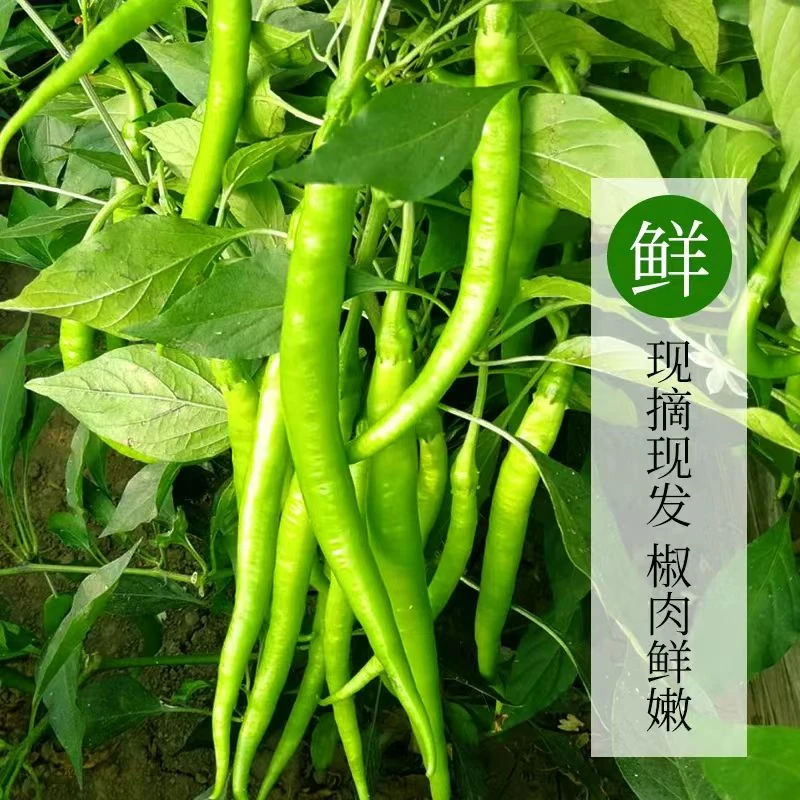 新鲜现摘现发中辣青线椒二荆条新鲜蔬菜辣椒农家土辣椒