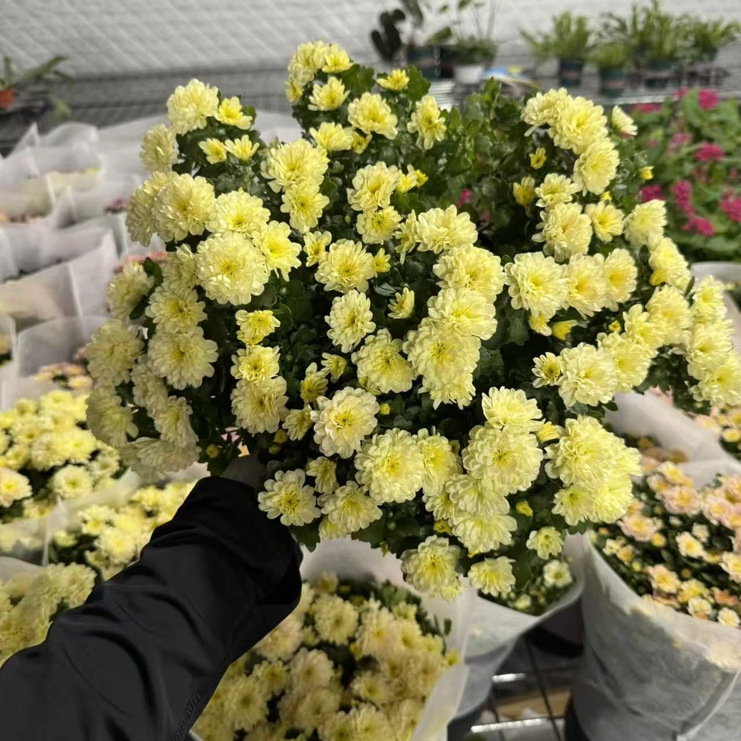 加仑盆【奶油黄色】球菊大花阳台庭院盆栽地栽种植好养易活爆花神器