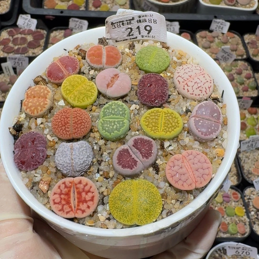 Sssss精品生石花219盆微瑕送