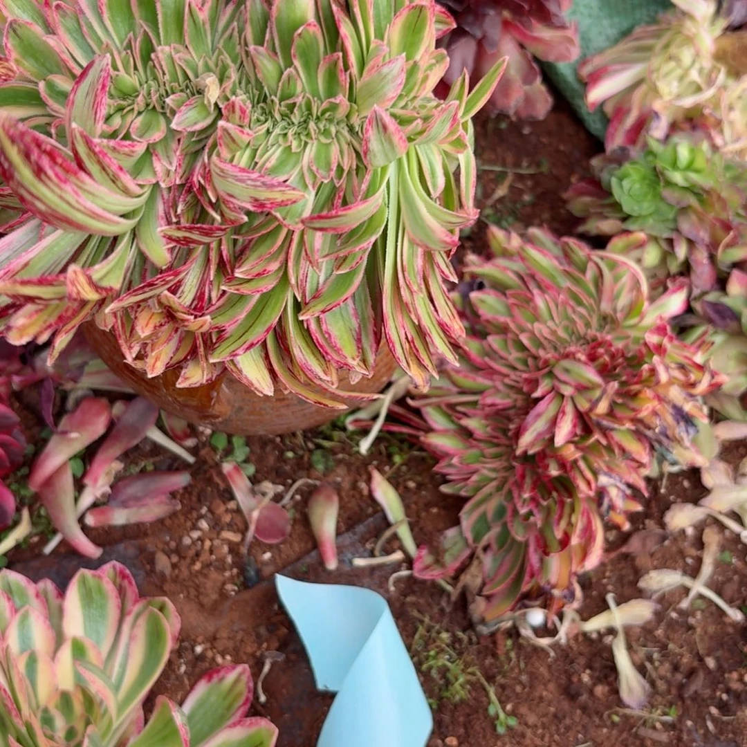 嗯8644 号多肉法师特价没有根