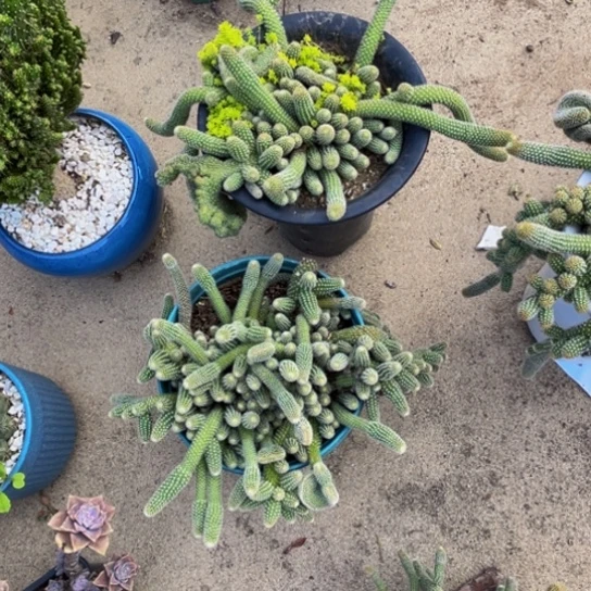 牡***开白檀毛毛虫多肉不售后