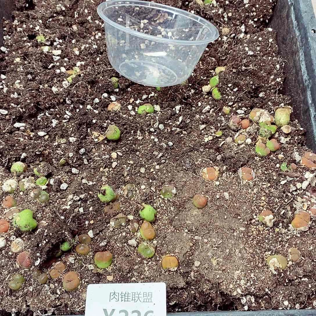 226菊斤斤计较哈哈哈哈哈姐姐斤斤计较