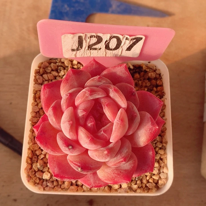 s****e宝玉6cm多肉植物
