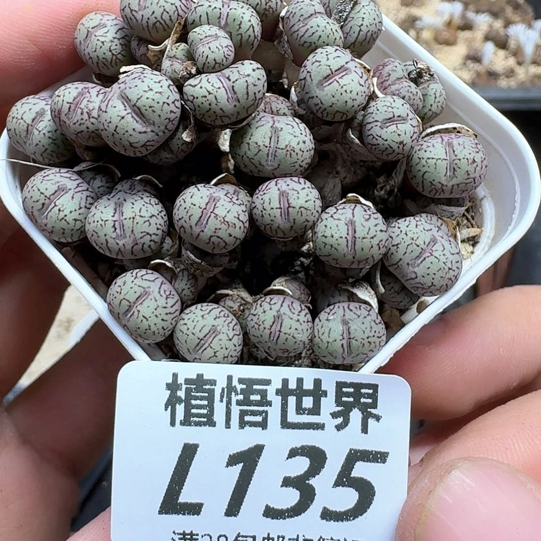 多肉植物的润泽地ff