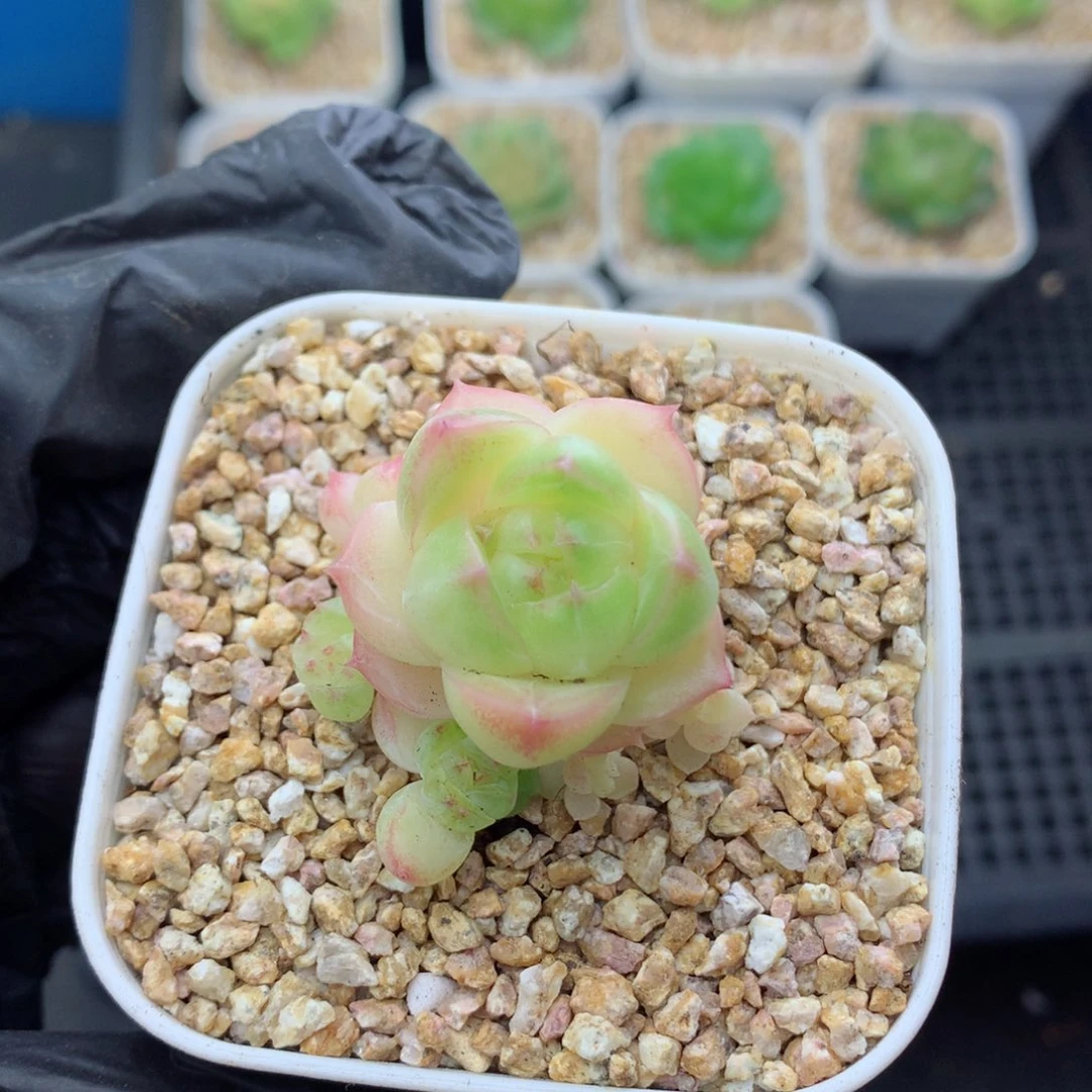 58包邮  群生不包整麦秆40