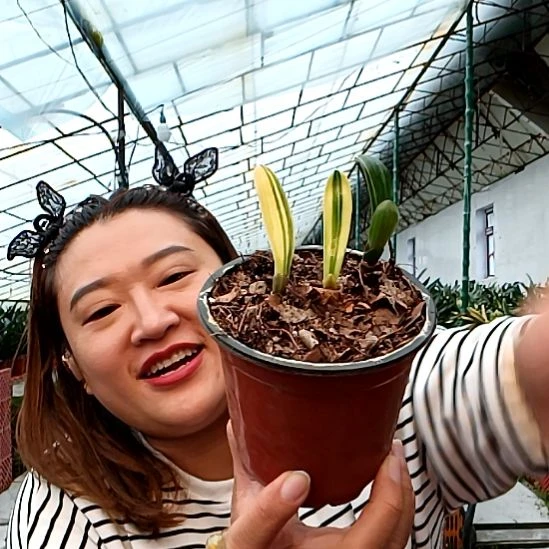 1***月十月福伦彩一盆59元