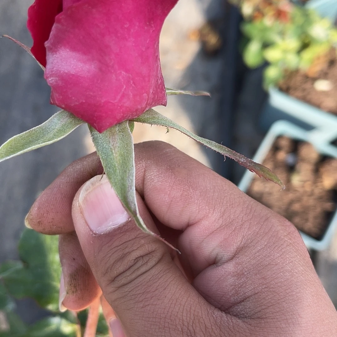 无花朵——锦科 测试101