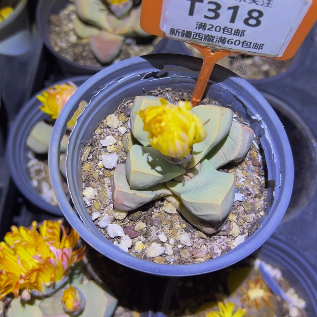 318 一物一拍，默认有伤，介意勿拍，不退不换