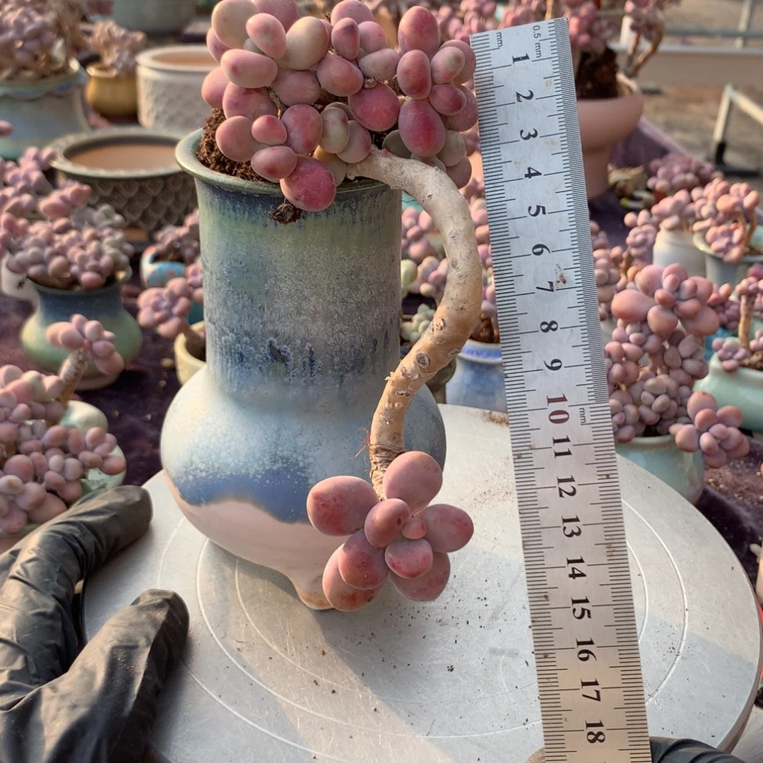 32号不带盆偏远的不包邮的