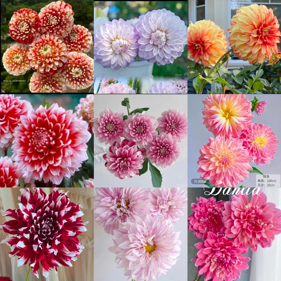 【新人必入小坨福利款二颗起拍】大丽花进口重瓣多年生盆栽地